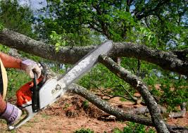 Best Tree Mulching  in Scotts Hill, TN