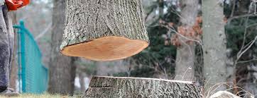 Best Tree Maintenance Programs  in Scotts Hill, TN
