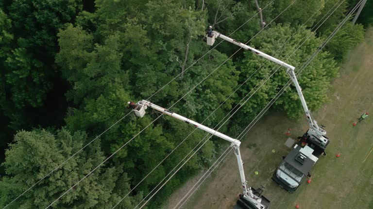 Best Hazardous Tree Removal  in Scotts Hill, TN