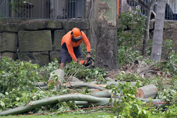 How Our Tree Care Process Works  in  Scotts Hill, TN
