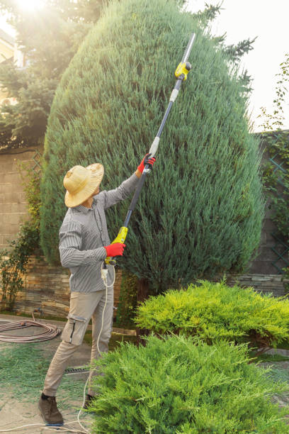 Best Palm Tree Trimming  in Scotts Hill, TN