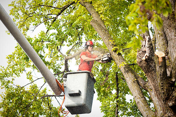 Best Utility Line Clearance  in Scotts Hill, TN